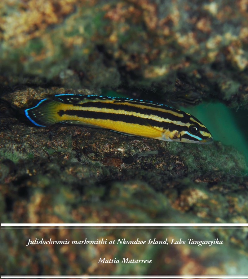 Julidochromis marksmithi 'Nkondwe Island'